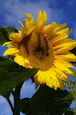 _DSC9407.webp