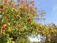 Bilda024.webp