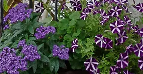 lila (9).webp