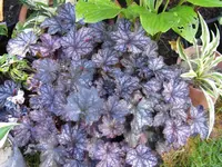 blackberry jam_1024x768.JPG