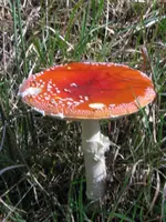 vogel 009_576x768.webp