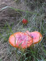 vogel 010_576x768.webp