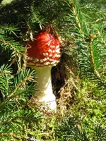 vogel 014_576x768.webp