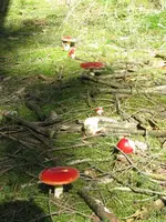 vogel 015_576x768.webp