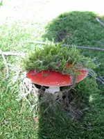 vogel 017_576x768.webp