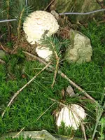 vogel 024_576x768.webp