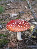 vogel 025_576x768.webp