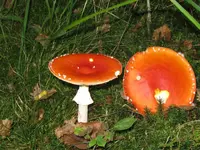 vogel 028_1024x768.webp