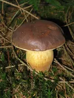 vogel 026_576x768.webp