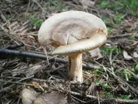 P9270510.webp