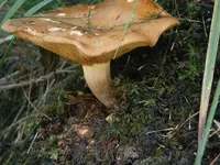 P9270512.webp