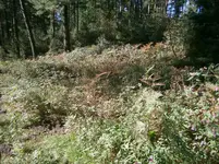 P9270515.webp
