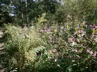 P9270516.webp