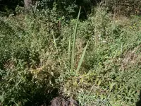 P9270517.webp