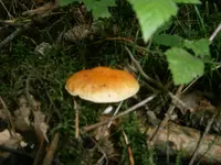 P9270518.webp