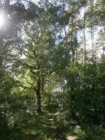 P9270520.webp
