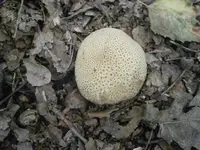 P9270521.webp
