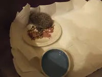 DSCF9032.webp