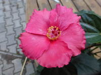 P1530175.webp