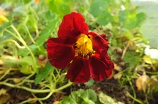 DSCF3448.webp