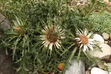 DSCF3468.webp