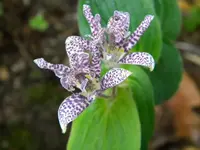 DSCN0003.webp
