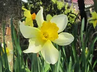 IMG_4810v - Copyv.webp