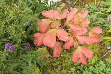 DSCF3467.webp