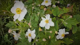 DSCF3485 (3).webp