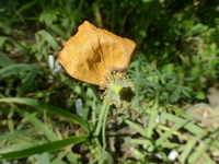 P1530469.webp