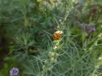 P1530400.webp