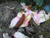 P1530304.webp