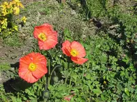 IMG_4712v - Copy.webp