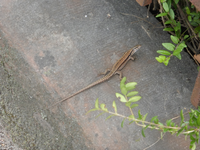 P1490740.webp