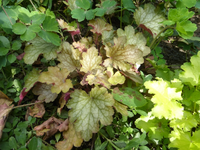 P1530434.webp