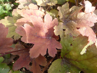 P1530442.JPG