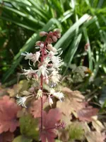 P1530441.webp