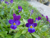P1530353.webp