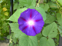 P1530337.webp