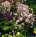 porzellanblümchen.webp