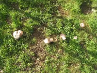 004.webp