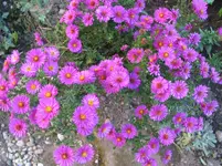017.webp