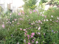005.webp