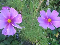 010.webp
