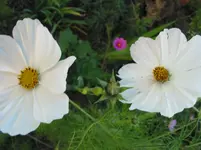 011.webp