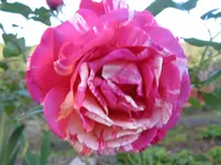 013.webp