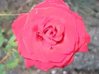 014.webp