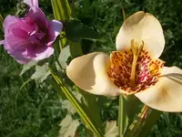 P9280523.webp