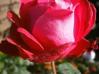 P9280524.webp