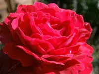 P9280525.webp